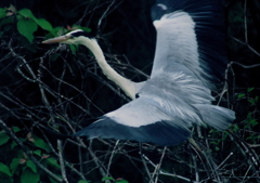 働かなきゃ・・・