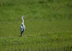 発声練習？・・・