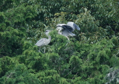 兄弟の会話・・・