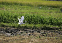 田圃から・・・