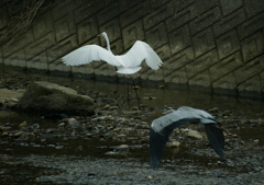 ダイサギとアオサギ