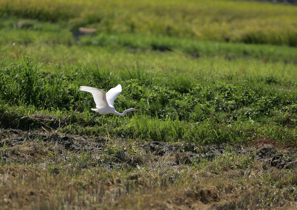 田圃から・・・③