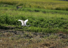 田圃から・・・③