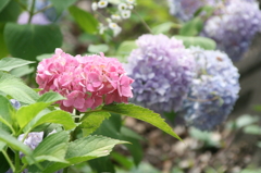 紫陽花③