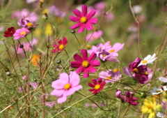 お花、お花、お花・・・