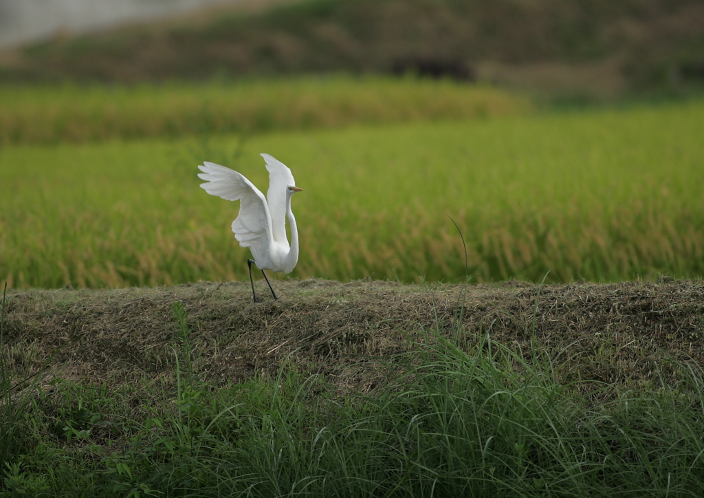 7.行っちゃうの？・・・