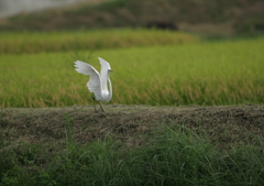 7.行っちゃうの？・・・