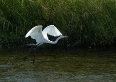 3.水面を蹴って・・・③