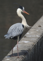 自信気に立つ・・・