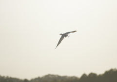 2.夕暮れ時・・・②