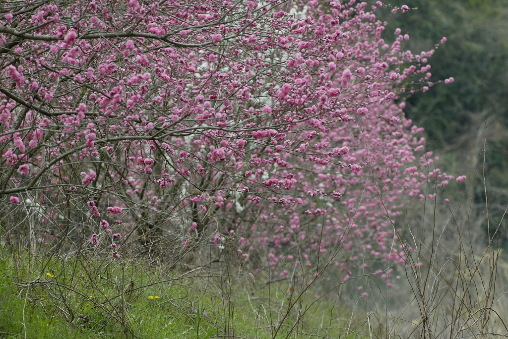 花桃・・・