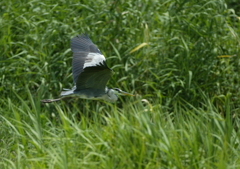 着陸態勢・・・④