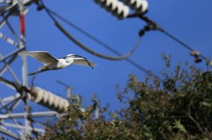 小枝運び(^-^)・・・