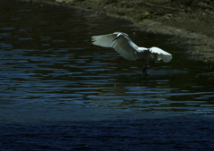 ダンシングダイサギ・・・