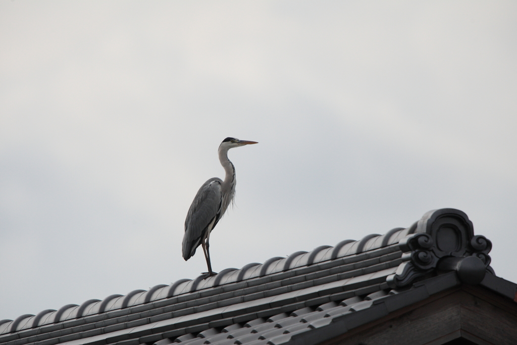 屋根のアオ・・・