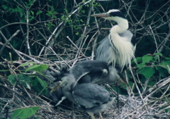 2．甘える・・・