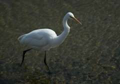 ウォーキング・・・