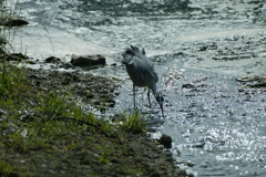 お食事中・・・