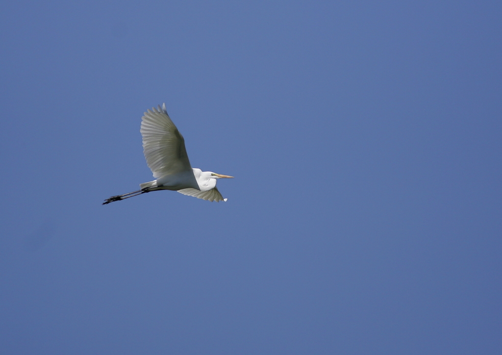 大空を舞う・・・④