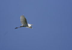 大空を舞う・・・④