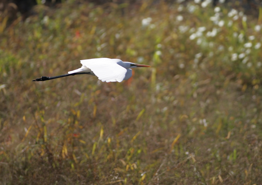 矢の如く・・・