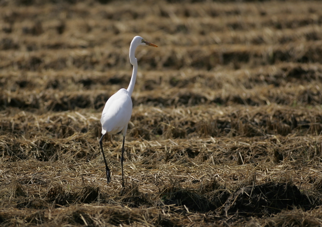 稲刈りの終わった田圃で・・・