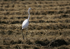 稲刈りの終わった田圃で・・・