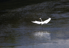 ダイサギの舞い・・・