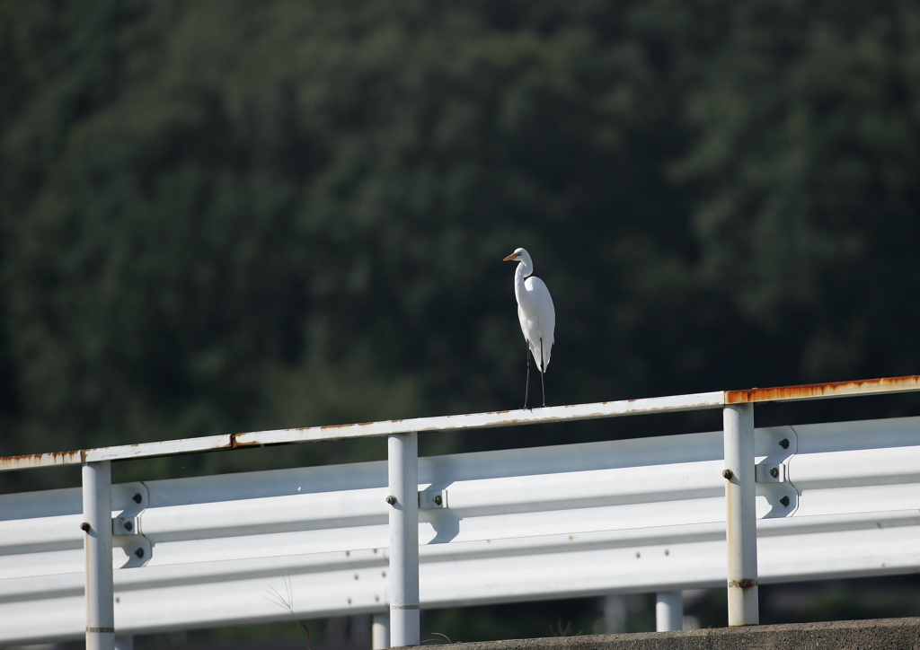 1.ガードレールで・・・