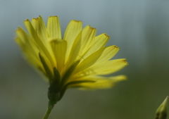 黄色のお花・・・②