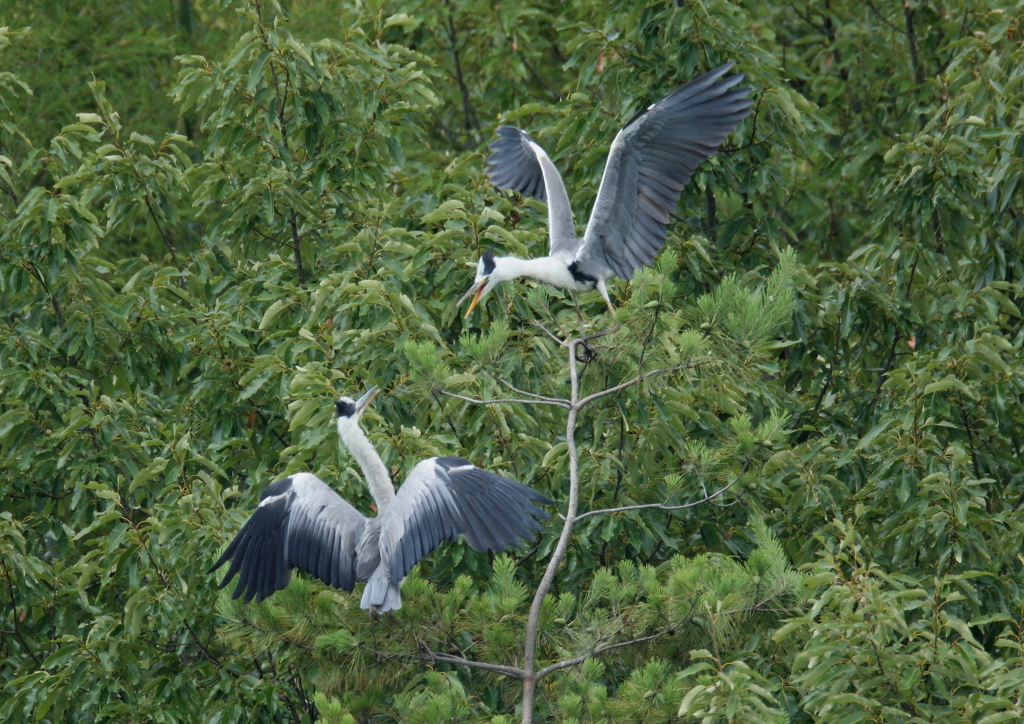 求愛ディスプレイ②