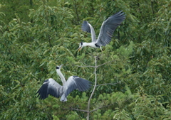 求愛ディスプレイ②