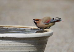 水飲みシーン(^-^)②