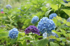 紫陽花②
