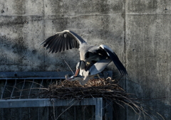 西日を浴びて・・・②