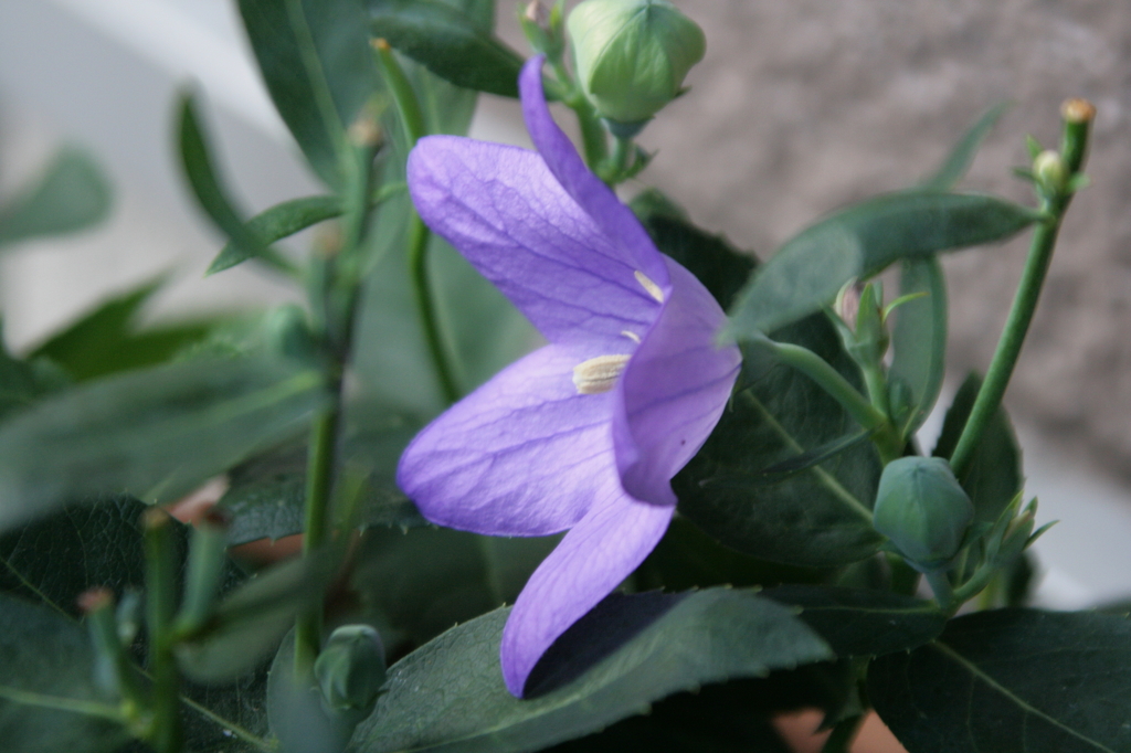 蕾・・・開きました(^-^)