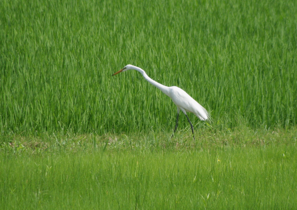 水田散策・・・②