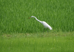水田散策・・・②