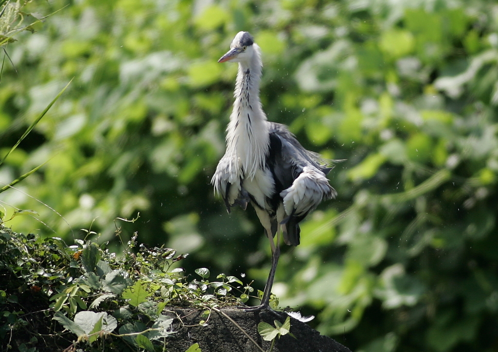 軽めのブルブル・・・④