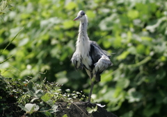 軽めのブルブル・・・④