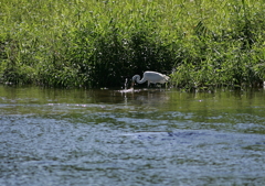 狩猟中・・・④（獲った！）