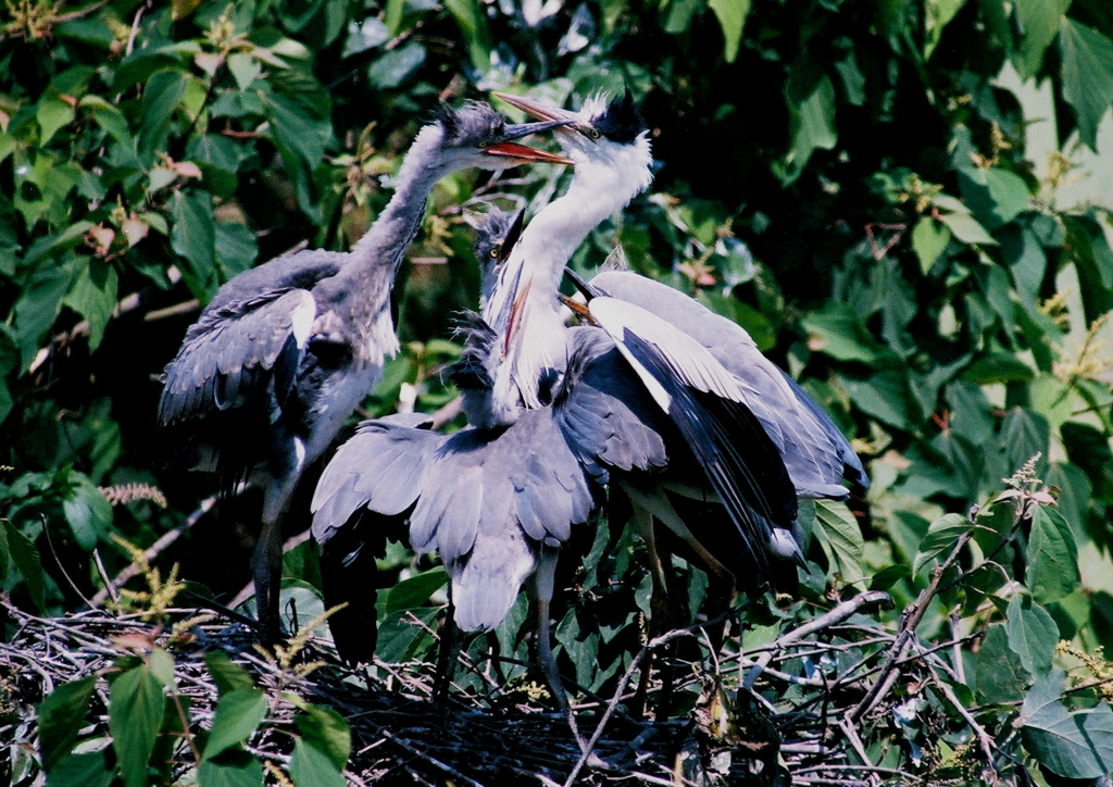 早くちょ～だい！②