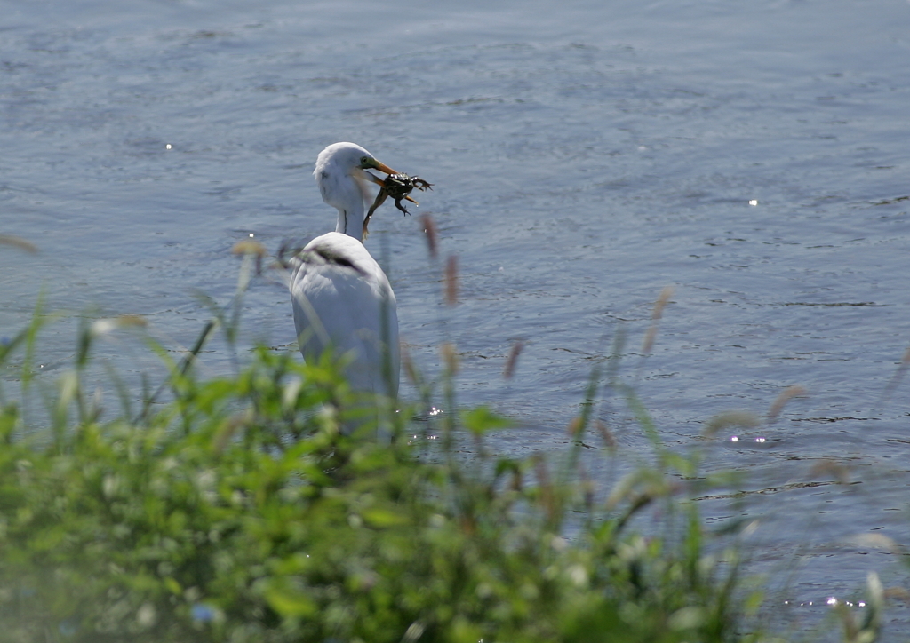3.捕らえた獲物は・・・③