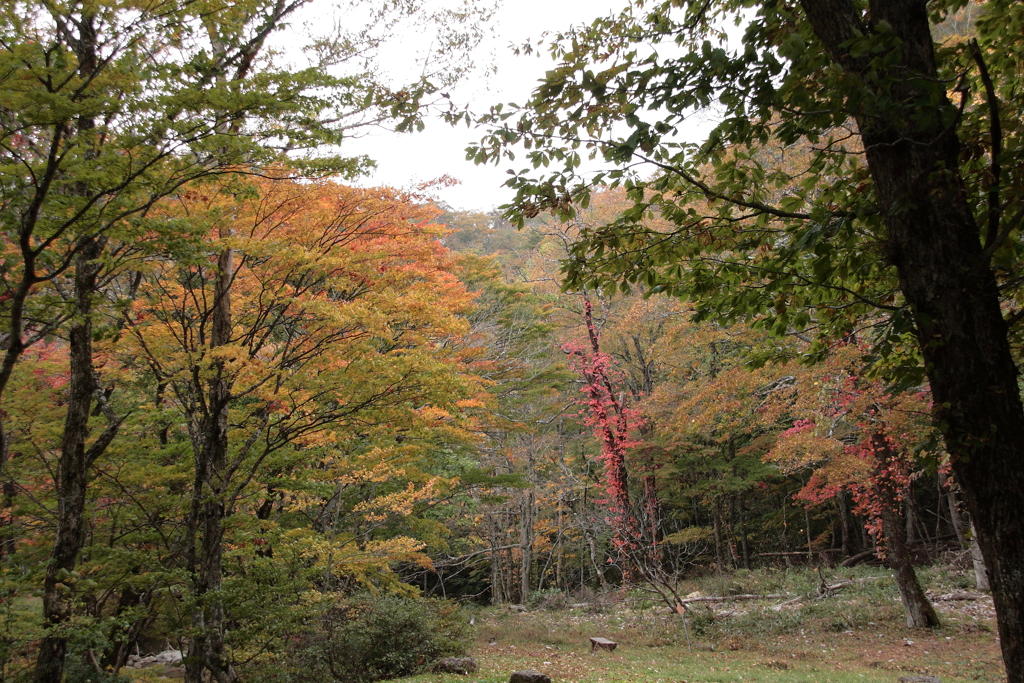 紅葉始まりました・・・