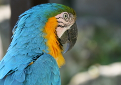 インコさん(^-^)