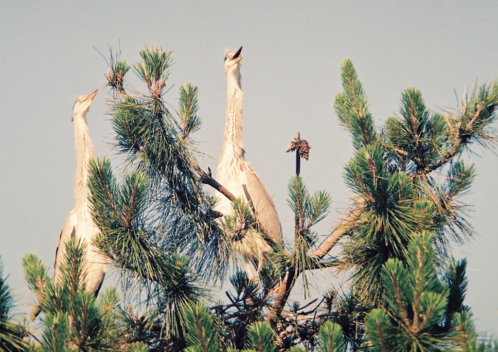あっ！　お母さん来たっ！