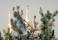 あっ！　お母さん来たっ！