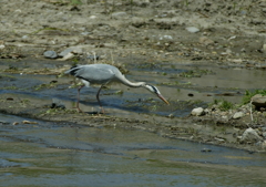 見つけたぞ～・・・