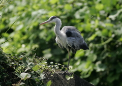 軽めのブルブル・・・⑨