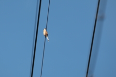 百舌鳥